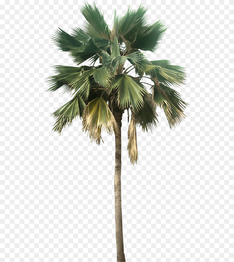Transparent Palm Tree Great Looking Desert Plants Palm Tree, Palm Tree, Plant Png Image
