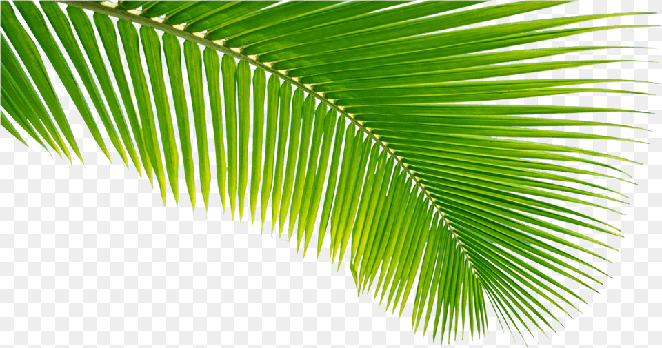 Transparent Palm Tree Leaves, Green, Leaf, Palm Tree, Plant Free Png