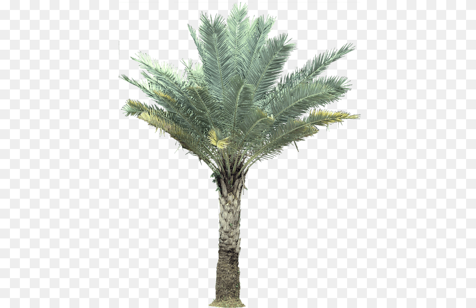 Transparent Palm Tree Plant Silver Date Palm, Palm Tree Free Png
