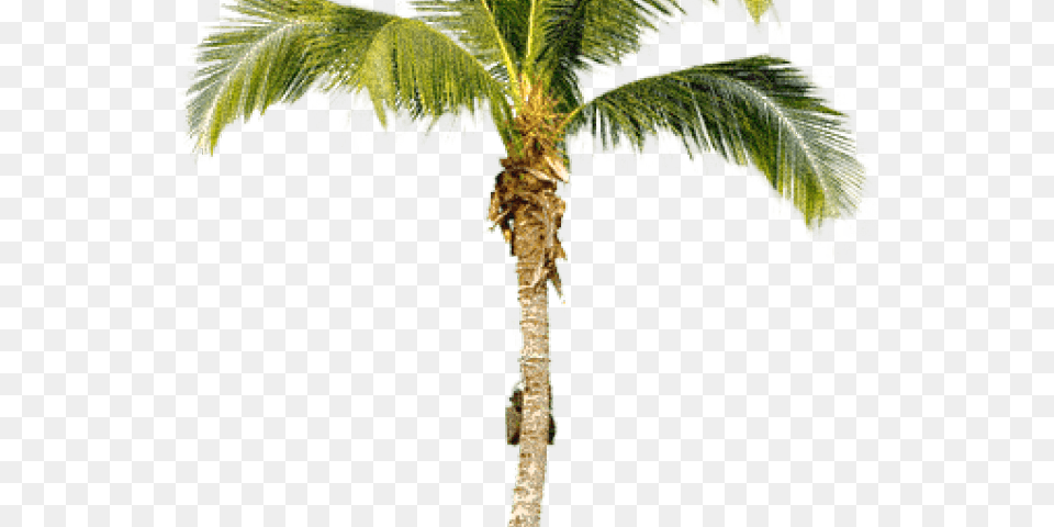 Transparent Palm Tree Transparent Coconut Tree Cut Out, Palm Tree, Plant, Leaf Free Png