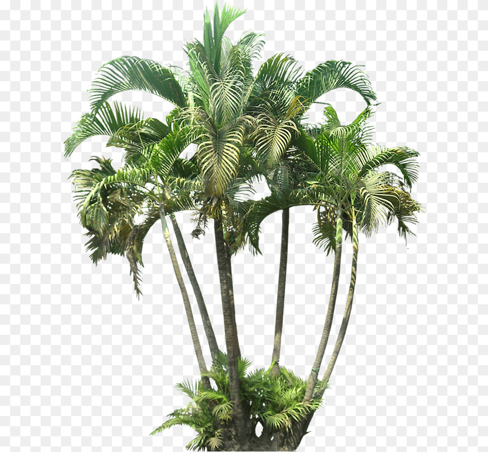 Palm Trees, Palm Tree, Plant, Tree, Leaf Free Transparent Png