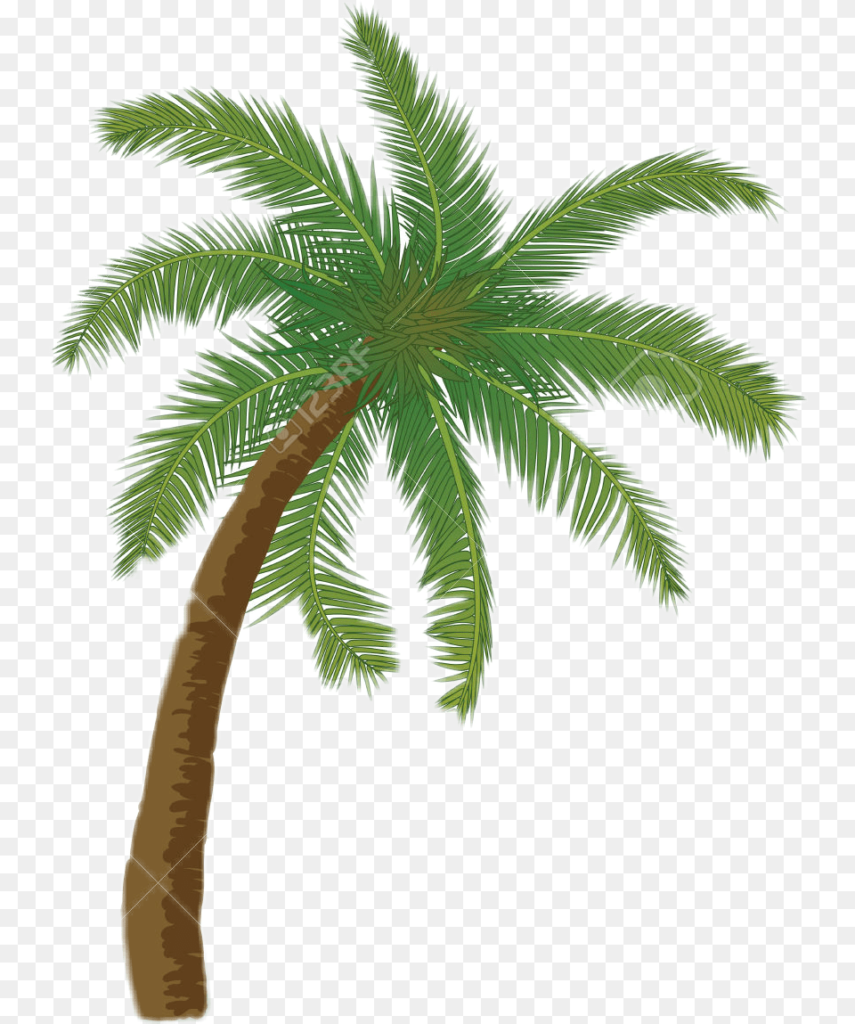 Transparent Palmeras Tropicales Sticker De Palmeras, Palm Tree, Plant, Tree, Leaf Free Png