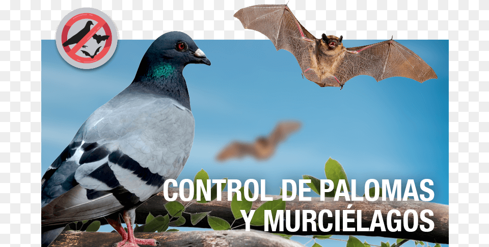 Transparent Palomas Palomas Y Murcielagos, Animal, Bird, Wildlife, Mammal Png