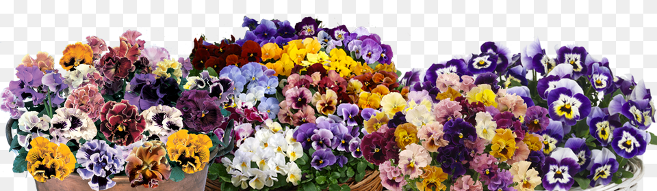 Transparent Pansies Bouquet, Flower, Flower Arrangement, Flower Bouquet, Plant Free Png Download