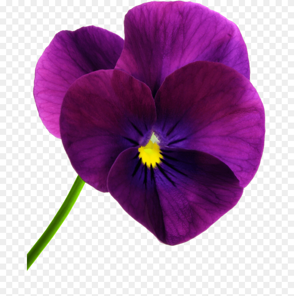 Transparent Pansies Pansy Flower, Plant, Purple, Geranium, Rose Free Png Download