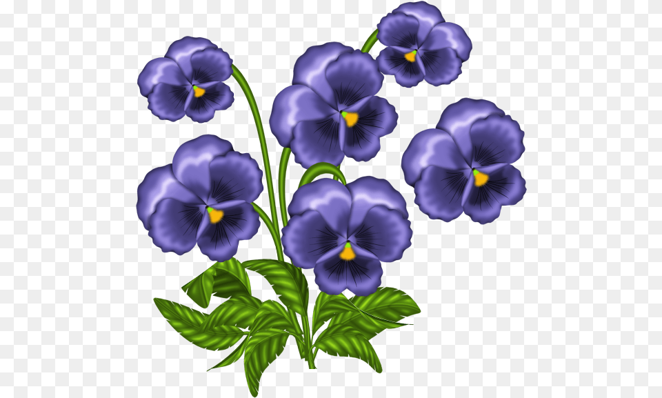 Transparent Pansy African Violet Flower Clip Art, Plant Png