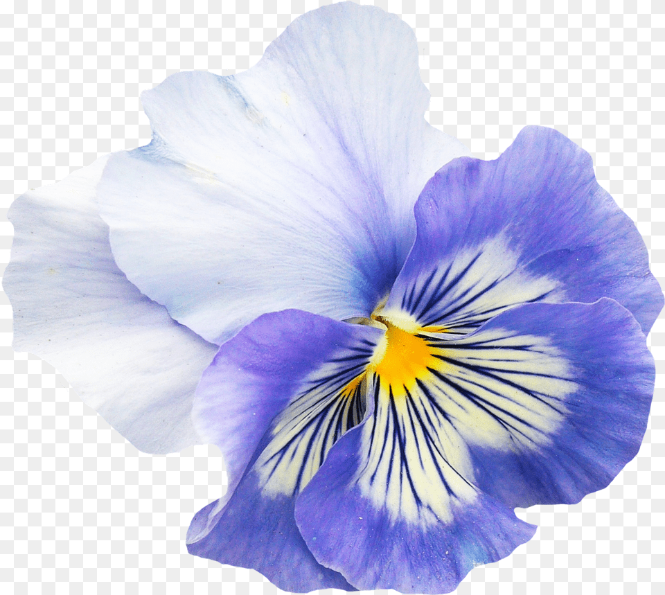 Transparent Pansy Flower, Plant, Person, Petal Png Image