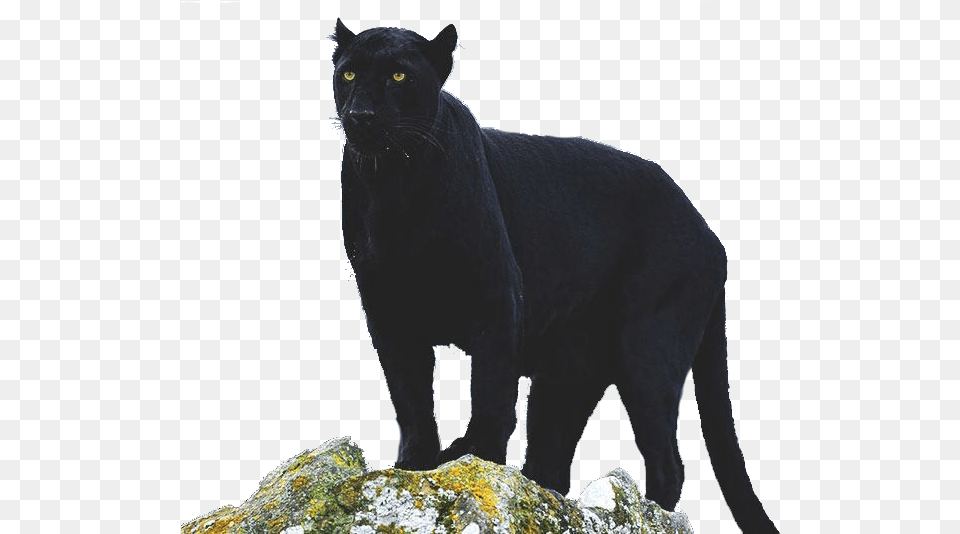 Transparent Pantera Black Cat, Animal, Mammal, Panther, Wildlife Png