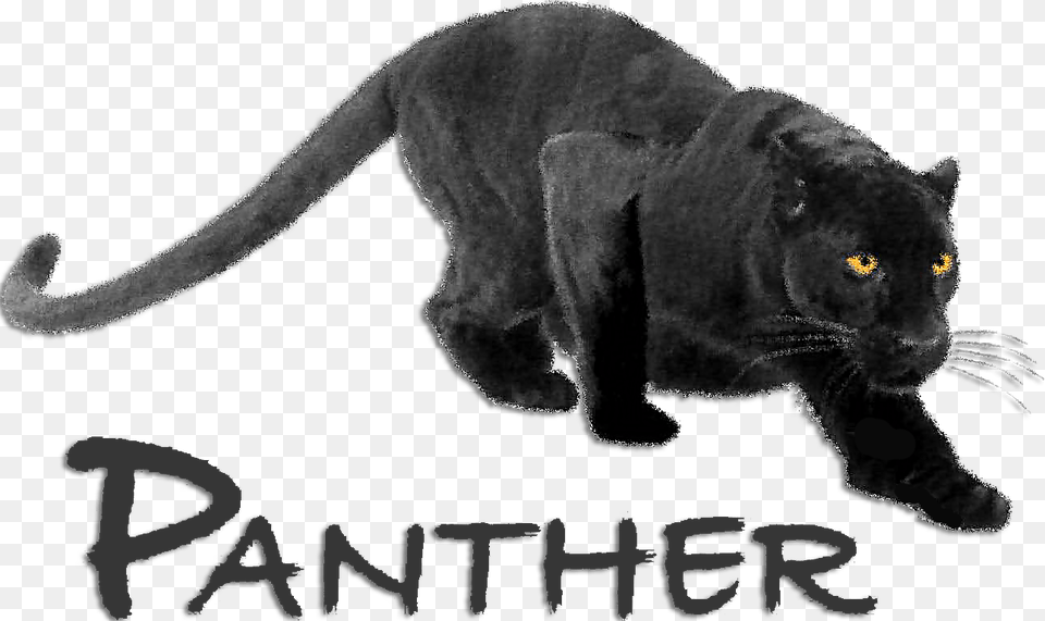 Transparent Panther Head Black Panther Animal Crouching, Mammal, Wildlife, Dinosaur, Reptile Png