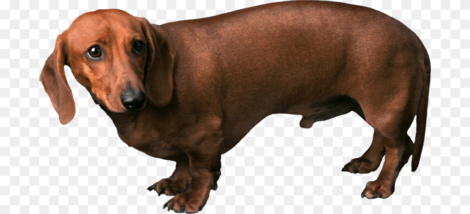 Transparent Papillon Dog Clipart Transparent Brown Dog, Snout, Animal, Canine, Mammal Png Image