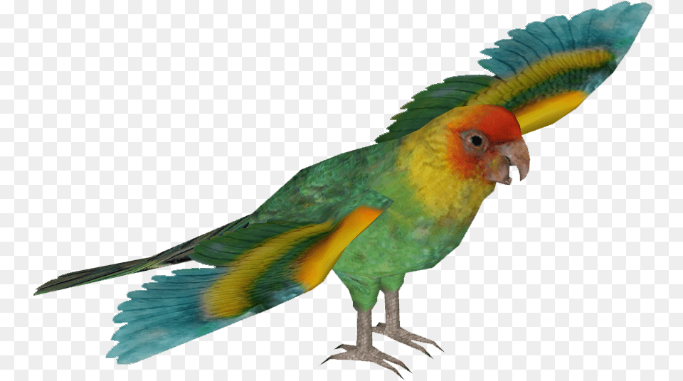 Transparent Parakeet Clipart Hyacinth Macaw, Animal, Bird, Parrot Free Png Download