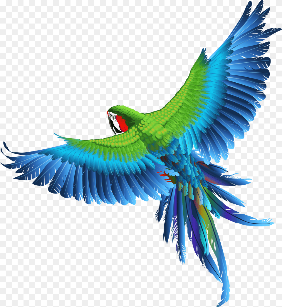 Transparent Parrot Clipart Picture Birds Image Hd, Animal, Bird, Macaw Free Png Download