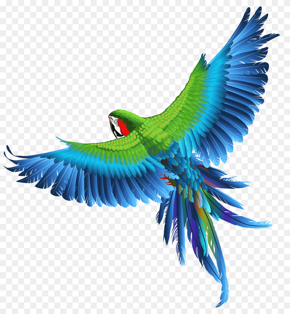 Transparent Parrot Clipart Picture Birds Images Hd, Animal, Bird, Macaw Png