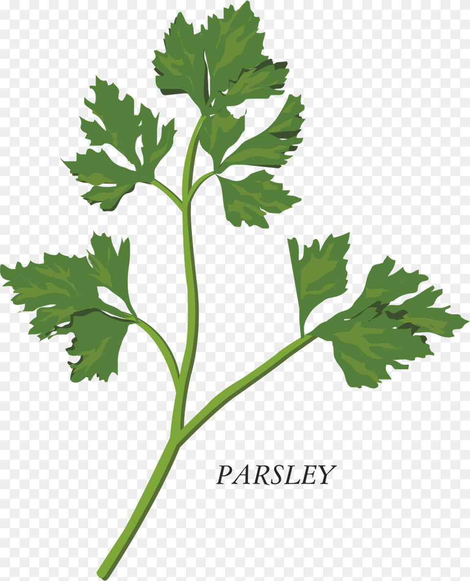 Transparent Parsley Herb Clipart, Herbs, Plant Png Image