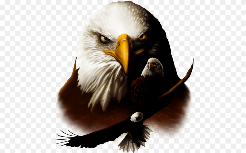 Transparent Patriotic Bald Eagle Clipart Beautiful Eagle Head, Animal, Beak, Bird, Bald Eagle Free Png