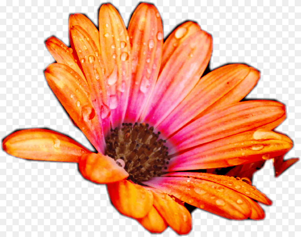 Transparent Peach Flowers African Daisy, Flower, Petal, Plant, Pollen Free Png Download