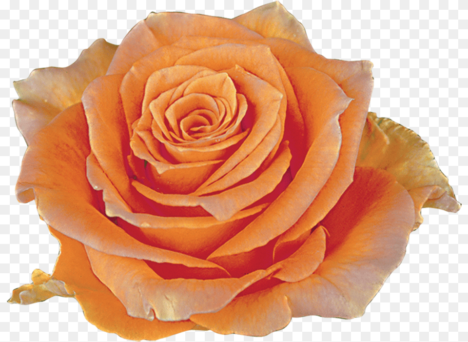 Transparent Peach Flowers Ra Cosima, Flower, Plant, Rose, Petal Free Png