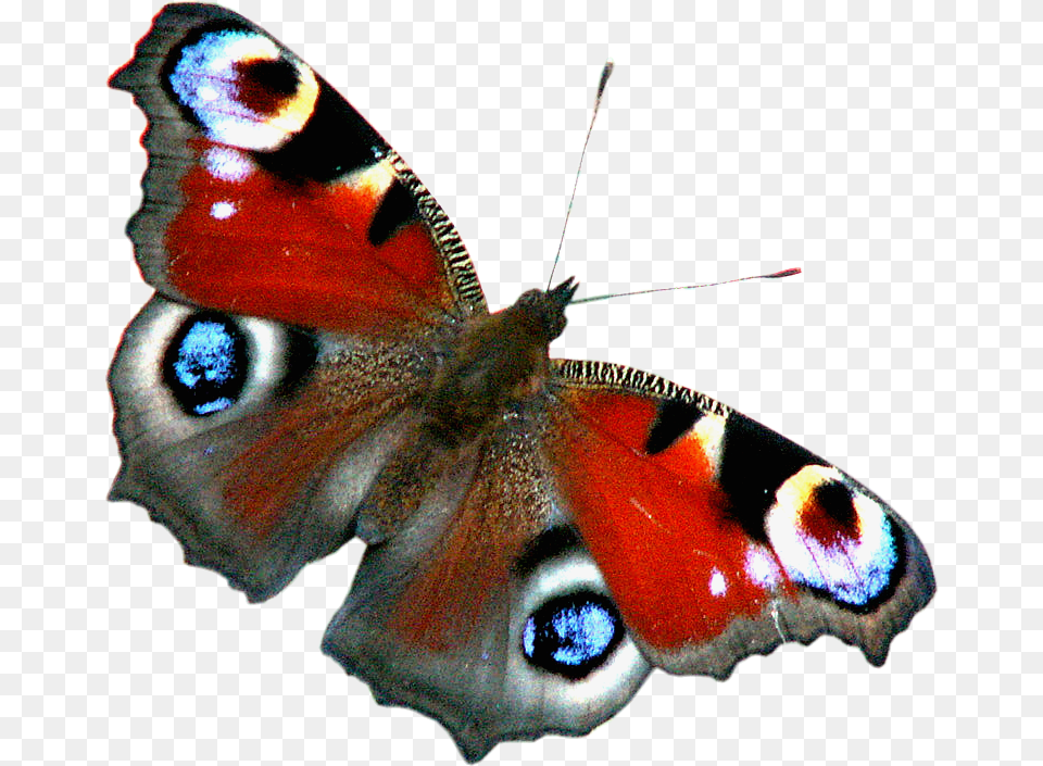 Transparent Peacock Butterfly, Animal, Insect, Invertebrate, Moth Free Png Download