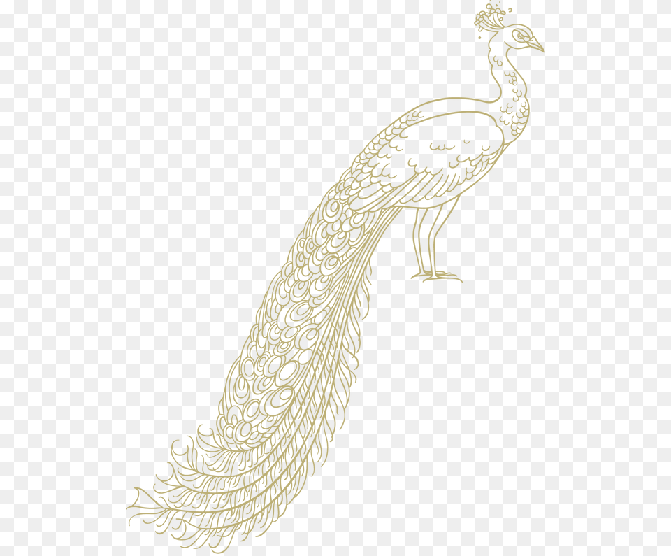 Transparent Peacock Peafowl, Adult, Bride, Female, Person Png