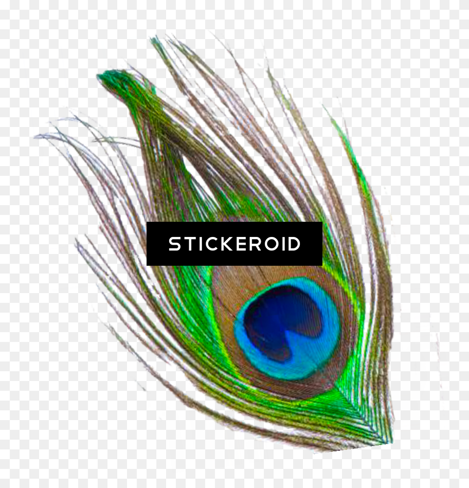 Transparent Peacock Wedding Clipart Single Peacock Feather, Plant, Animal, Bird Png Image