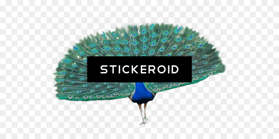 Peacock Wings, Animal, Bird Free Transparent Png