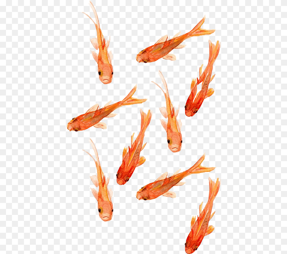 Transparent Peces Goldfish Wallpaper Iphone, Animal, Fish, Sea Life, Lizard Png Image