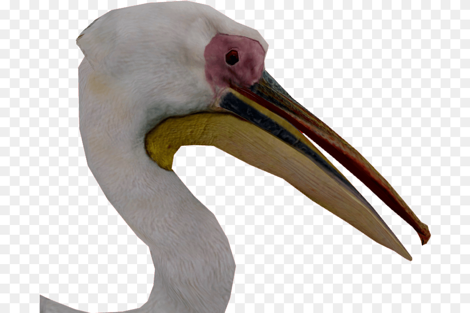 Transparent Pelican Ciconiiformes, Animal, Beak, Bird, Waterfowl Png Image