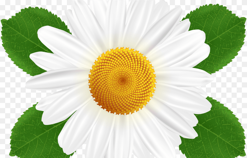 Transparent Pencil Clipart Transparent Background Clip Art, Daisy, Flower, Plant, Anemone Free Png