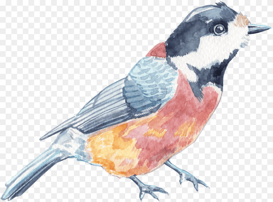 Transparent Pencil Scribble, Animal, Beak, Bird, Finch Png Image