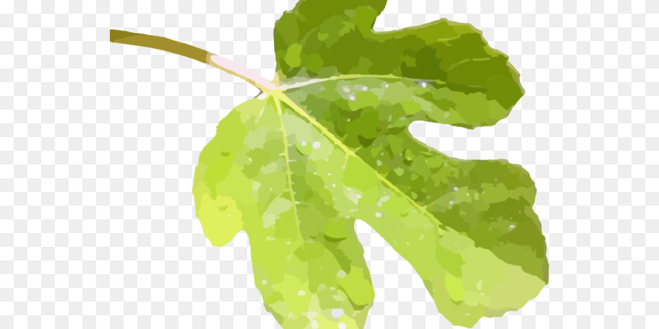 Transparent Pennsylvania Clipart, Leaf, Plant, Tree Png