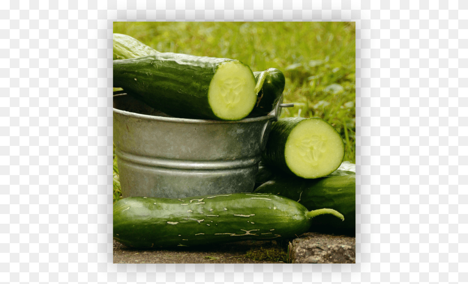 Transparent Pepino Cucumber 4k, Food, Plant, Produce, Vegetable Png Image