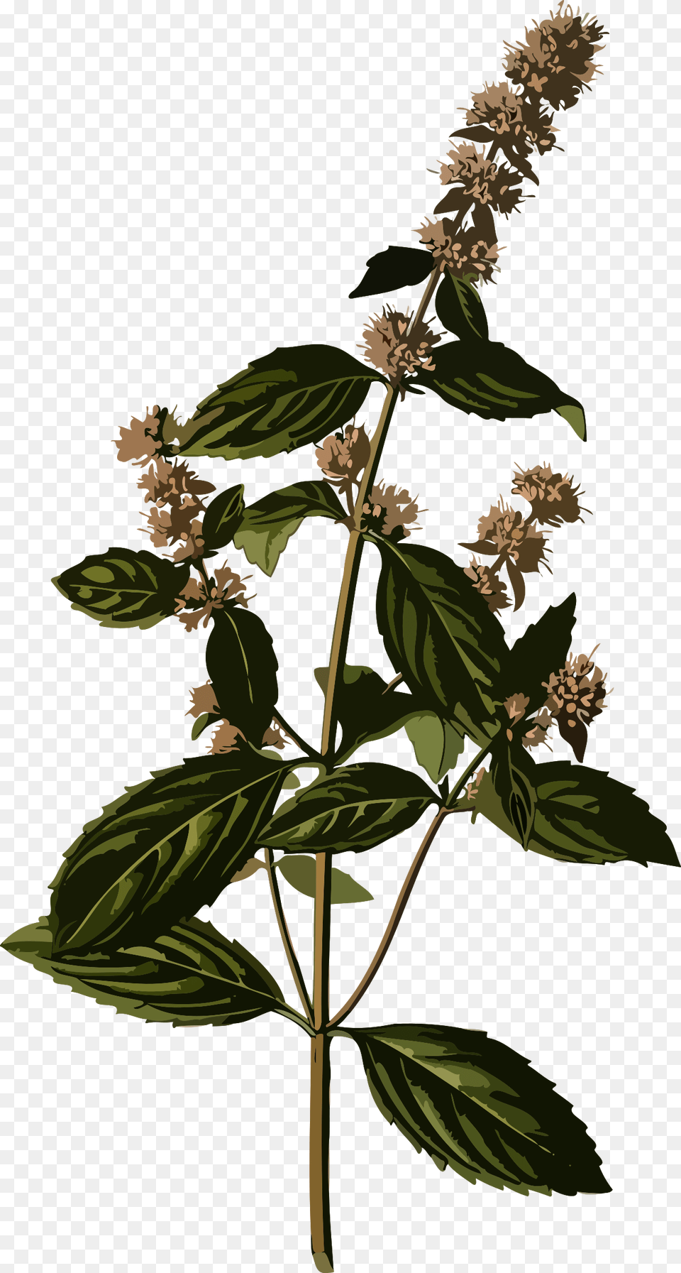 Peppermint Clipart Peppermint Botanical Illustration, Plant, Mint, Leaf, Grass Free Transparent Png
