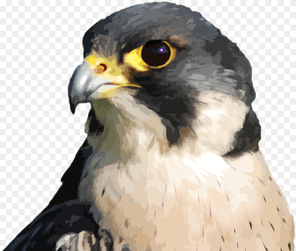 Transparent Peregrine Falcon Hawk, Animal, Beak, Bird, Person Free Png