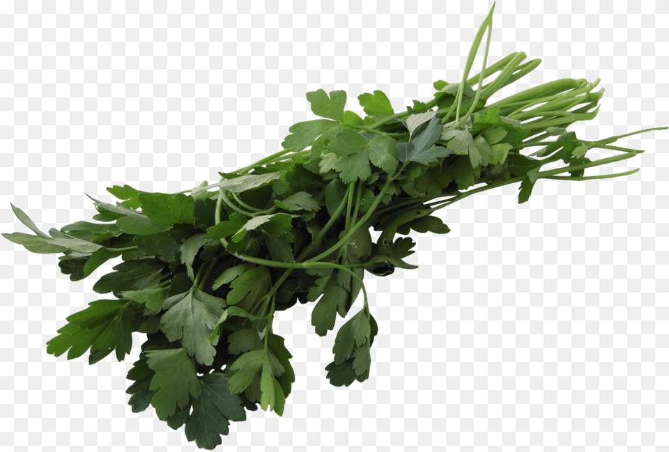 Transparent Perejil Parsley, Herbs, Plant, Cilantro, Food Free Png