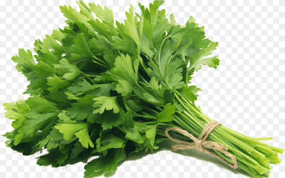 Transparent Perejil Parsley, Herbs, Plant Free Png