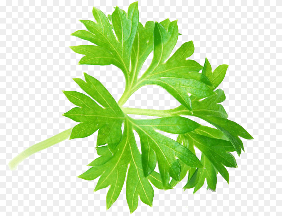 Transparent Perejil Parsley Leaf, Herbs, Plant Png