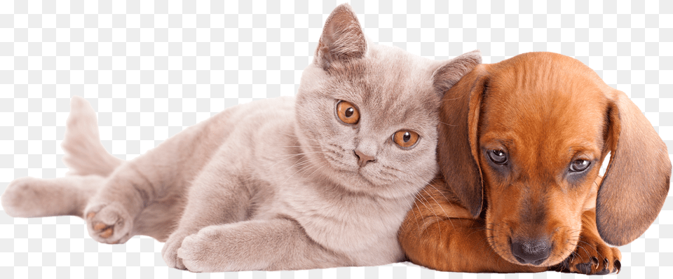 Transparent Perros Y Gatos Dog And Cat, Animal, Canine, Mammal, Pet Free Png