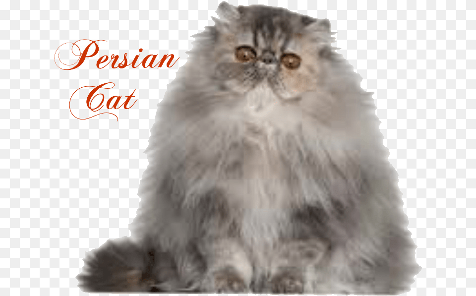 Transparent Persian Cat Persian Himalayan Cat, Angora, Animal, Mammal, Pet Png Image