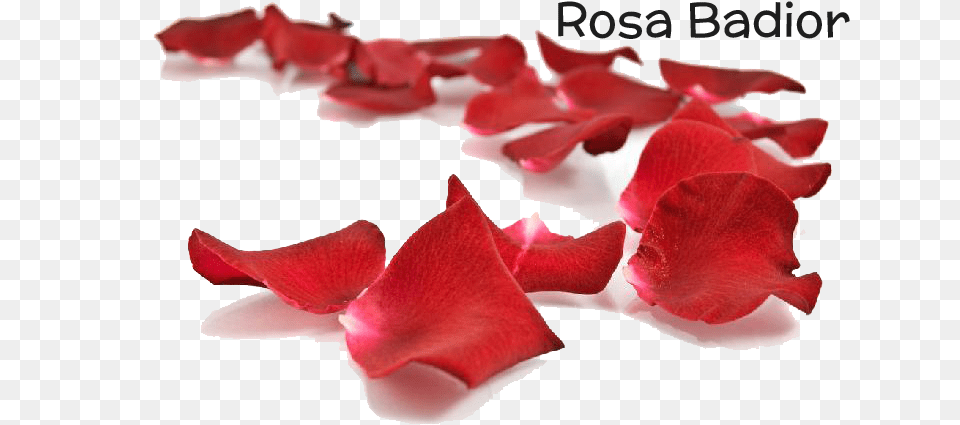 Transparent Petalos De Rosa Petal, Flower, Plant Free Png