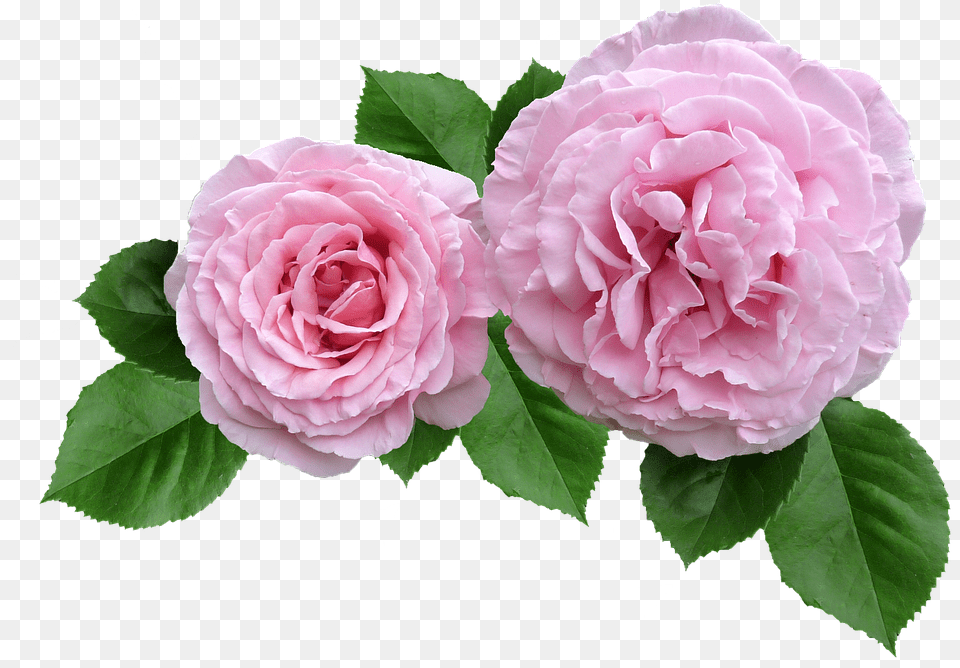 Transparent Petalos De Rosa Rose Cut Out Transparent, Flower, Plant, Petal Png Image