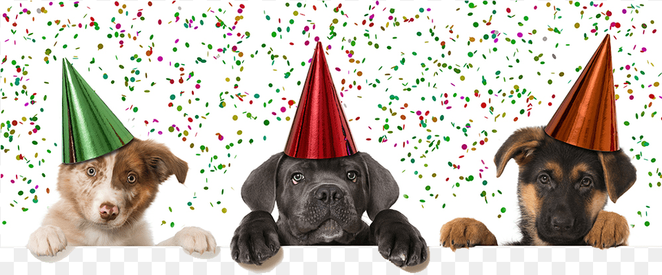 Transparent Pets Happy New Year 2019 Puppy, Hat, Clothing, Party Hat, Mammal Png