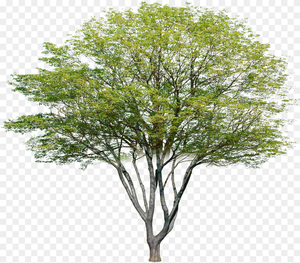 Transparent Photoshop Tree Multi Stem Tree Photoshop, Maple, Plant, Tree Trunk, Oak Free Png Download