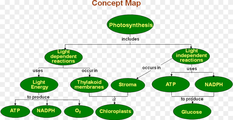 Photosynthesis Plant Physiology Concept Maps, Diagram, Uml Diagram Free Transparent Png