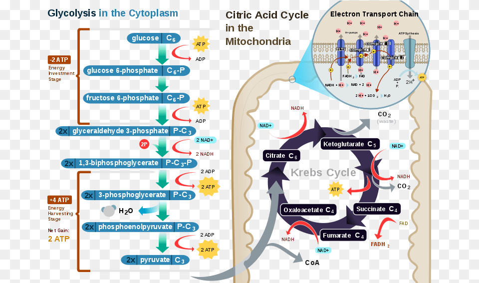 Transparent Photosynthesis Redox Reaction In Human Body, Chart, Plot Free Png Download