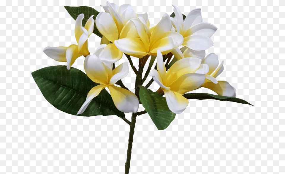 Transparent Picture Flower Frangipani, Flower Arrangement, Flower Bouquet, Petal, Plant Free Png Download