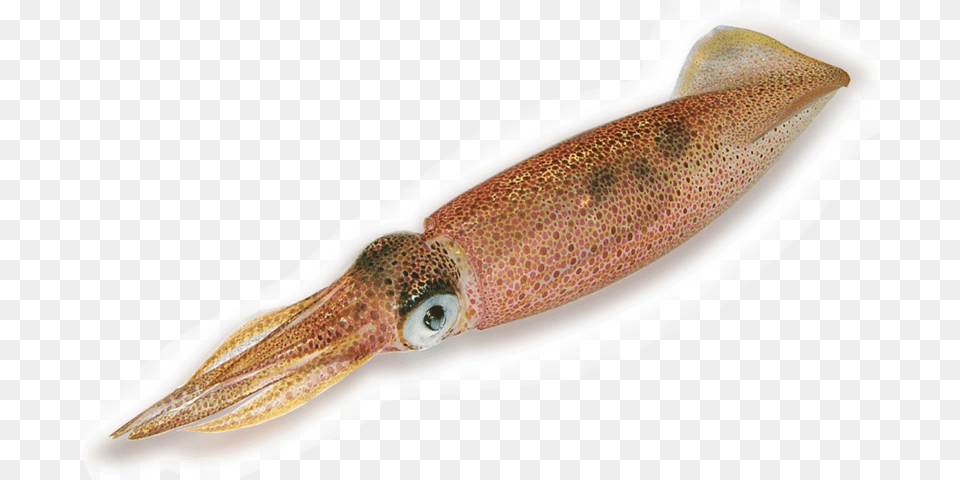 Picture Of Squid, Food, Seafood, Animal, Invertebrate Free Transparent Png
