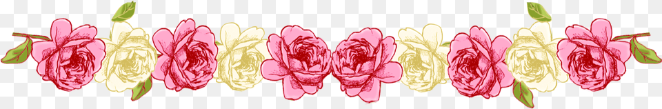 Pictures Icons Background Pink Flower Border, Carnation, Petal, Plant, Rose Free Transparent Png