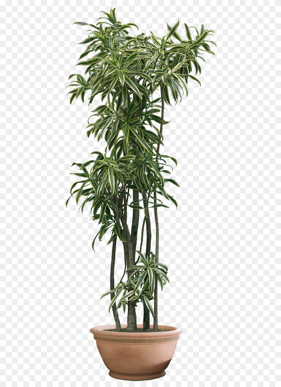Transparent Pictures Indoor Plant Transparent Background, Potted Plant, Tree, Palm Tree, Leaf Png