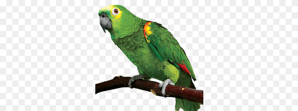 Transparent Pictures Parrot, Animal, Bird Png