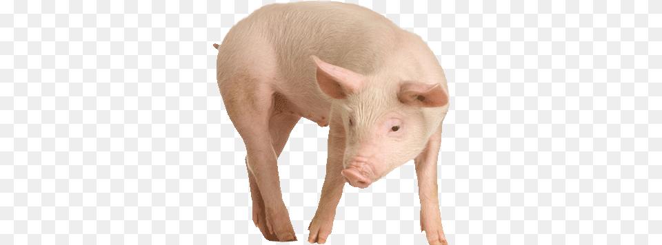 Transparent Pig, Animal, Boar, Hog, Mammal Free Png